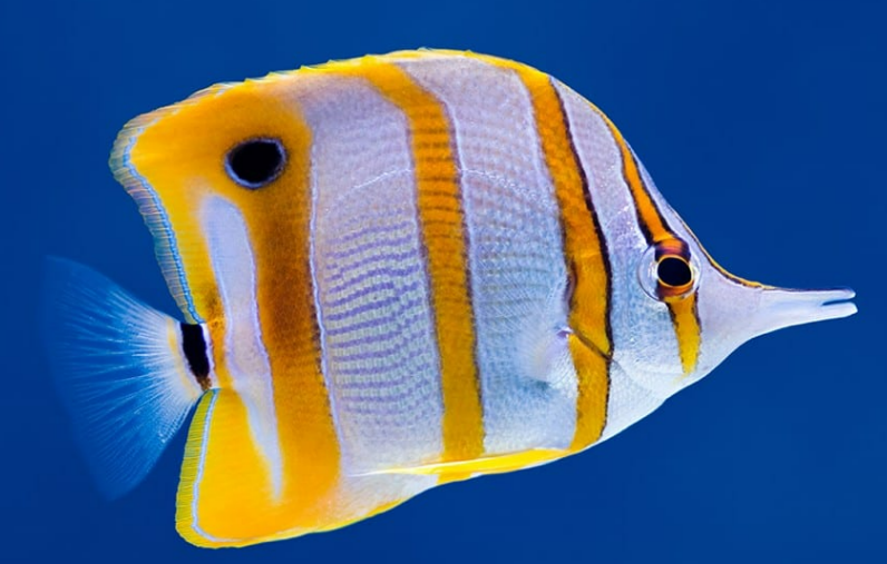 <p>Laterally compressed, rounded caudal fin</p>