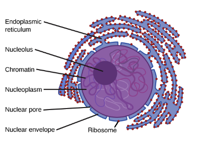 <p>Nucleus—genetic material, site of ribosome synthesis, chromatin ( DNA wrapped around proteins) stored in nucleoplasm<br><br>Nuclear pores—small channels that let substances enter/exit<br><br>Nucleolus—where new ribosomes are assembled</p>
