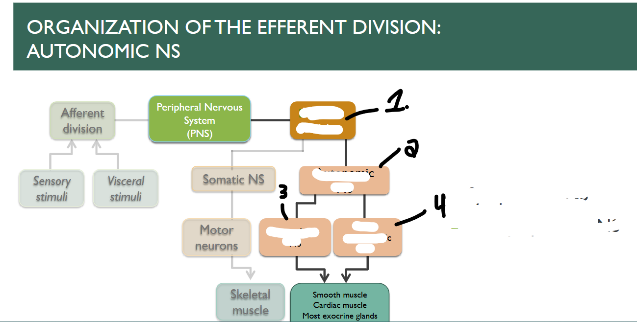 <p>what is the branch of the PNS labeled 1? what about 2? 3 &amp; 4?</p>