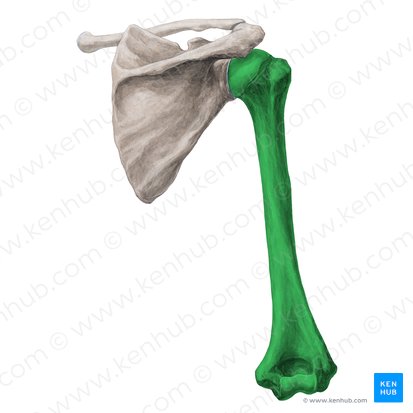 <p>Name the Bone</p>