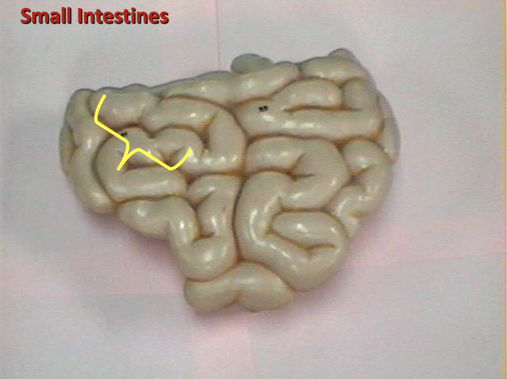 <p>Identify the organ.</p>