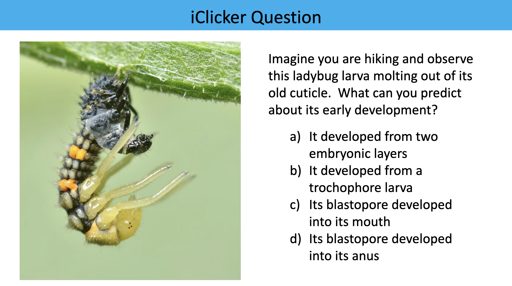<p>Imagine you are hiking and observe this ladybug larva molting out of its old cuticle. What can you predict about its early development?</p>