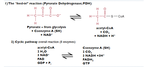 <p>1. the “feed-in” reaction. Pyruvate to Acetyl CoA</p><ol start="2"><li><p>Cyclic Pathway (8 enzymes)</p></li></ol><p></p>