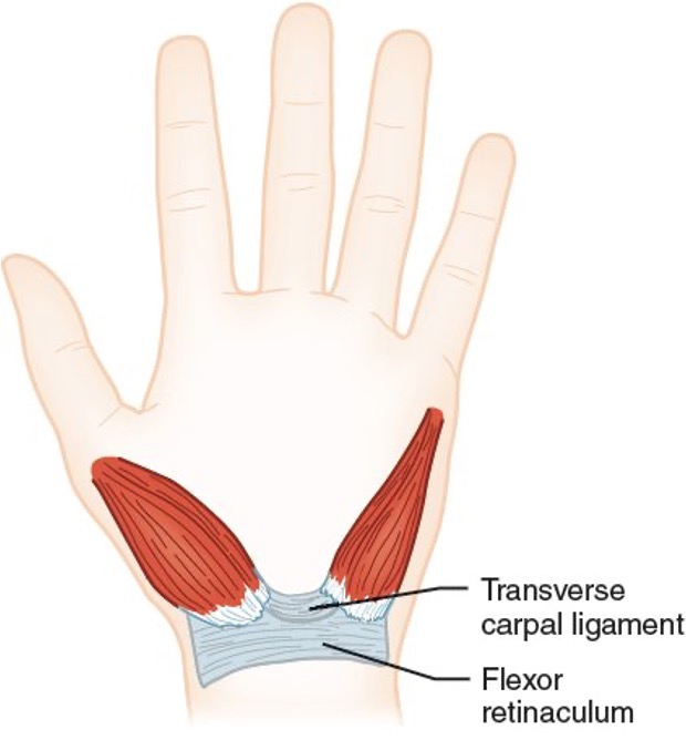 <p>it holds the tendons close to wrist, prevents carpal bones from spreading </p>