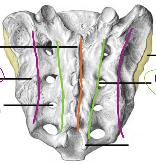 <p>Sacrum: What is the Orange?</p>