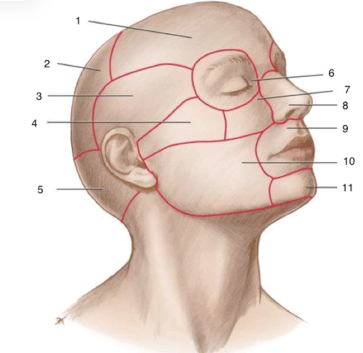 <p>11</p>