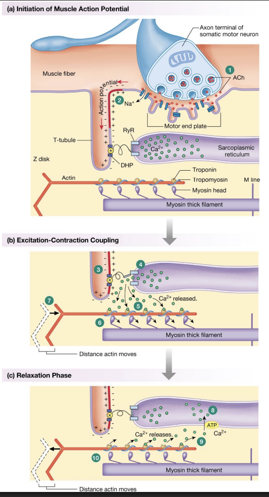 <ul><li><p>NMJ - where neuron meets sarcolemma at motor end plate</p></li><li><p>ACh released from motor neuron via exocytosis</p></li><li><p>ACh binds to nicotine receptor, opens, allowing Na+ in and causing an AP if large enough</p></li><li><p>AP passes down sarcolemma into T-tubules, allowing AP to enter muscle fiber by reaching DHPR / L-type channel</p></li><li><p>DHP(voltage-gated Ca2+ channel) connected to RyR channel (in skeletal muscles), allows Ca2+ to rush into sarcoplasm and Ca2+ to be released from intracellular stores</p></li><li><p>Ca2+ binds to troponin C, pulls on I, T →moves tropomyosin</p></li><li><p>Tropomyosin reveals myosin binding sites</p></li><li><p>Cross-bridge cycling</p></li><li><p><strong>Myosin flexes, closing distance between actin fibers, causing contraction</strong></p></li><li><p>Ca2+ removed via ATP (AChE), goes back into sarcoplasmic reticulum via SERCA, tropomyosin cover binding sites…</p></li></ul><p></p>