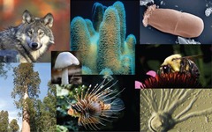 <p>The change in genetic composition of populations over time.</p><p>-observed in lab experiments, natural populations, and the fossil record</p><p>-These genetic changes drive the origin and extinction of species and the diversification of life.</p>