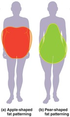 <p>Apple-shaped (mid-body) and pear-shaped (lower body).</p>