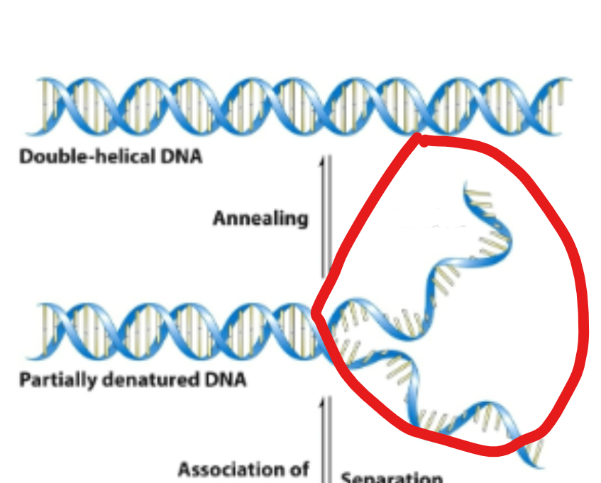 <p>When seperating DNA strand, what is it called when you seperate two DNA strands </p>
