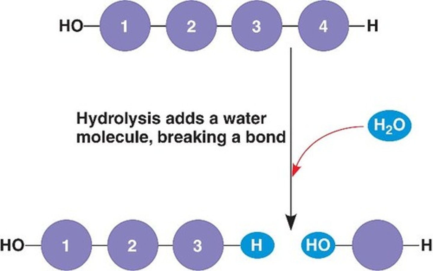 <p>bonds between monomers are broken by adding water (digestion)</p>