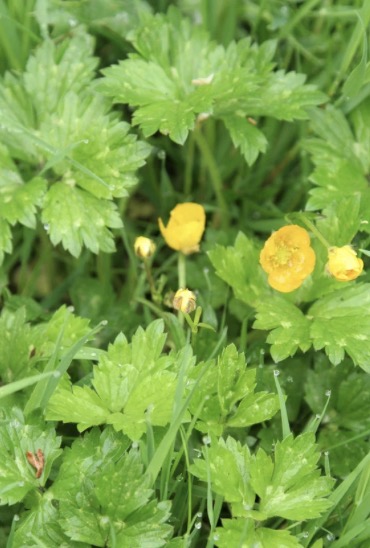 <p>Ranunculus repens height</p>