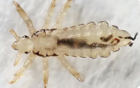 <p>What insect is this </p>