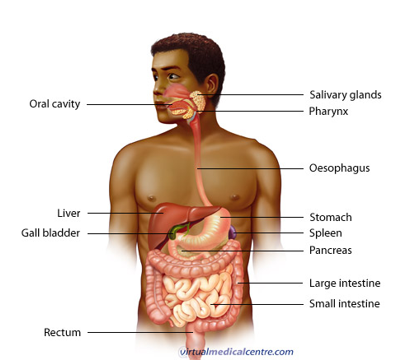 <p>anatomy of digestion tract </p>