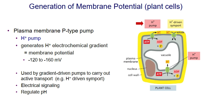 <p>Generates H+ electrochemical gradient, which is used by gradient-driven pumps like H+ Driven Symporter.</p><ul><li><p>good for electrical signaling and pH regulation</p></li></ul><p></p>