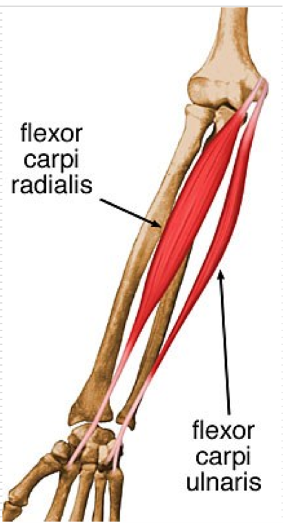 <p>Flexion of wrist </p><p>Adduction of wrist </p><p>O - Medial epicondyle of humerus, proximal 2/3 of olecranon process of ulna </p><p>I - Pisiform, hook of hamate, palmar aspect of base of 5th metacarpal </p>