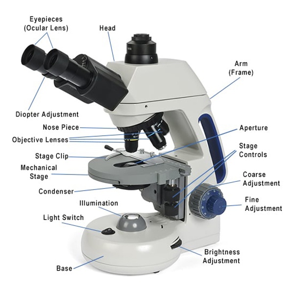 <ul><li><p>Eyepiece (ocular lens)</p></li><li><p>Camera</p></li><li><p>Objective lens</p></li><li><p>Stage (slide) clips</p></li><li><p>Stage</p></li><li><p>Condenser/diaphragm — controls the amount of light that reaches condenser</p></li><li><p>Light (source)</p></li><li><p>Stage controls</p></li><li><p>Course focus</p></li><li><p>Fine focus</p></li></ul><p></p>