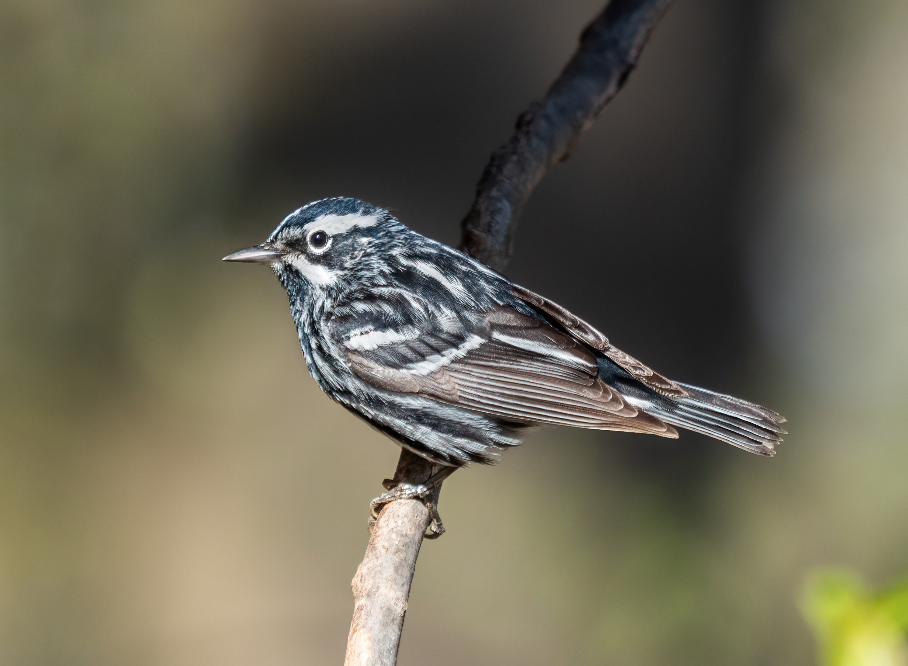 <p>Black-and-white Warbler </p>