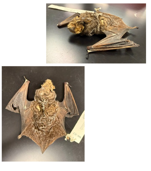 <p>What is the scientific name, common name, and the taxonomy of the species?</p>