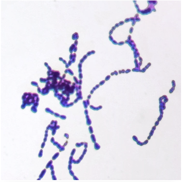 <p>yeast</p>