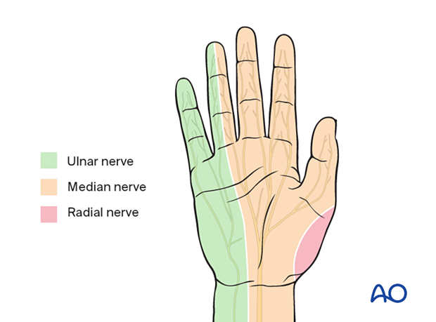 <p><strong>Median nerve (C5-T1): </strong>sensory areas</p><p></p>