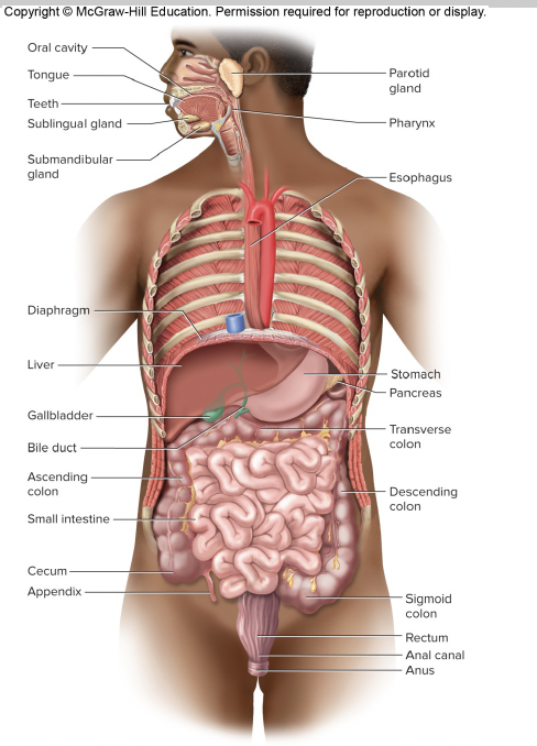 <p>muscular digestive tract (alimentary tract)</p><p>1.esophagus</p><p>2.stomach</p><p>3.small intestine</p><p>4.large intestine</p><p></p><p>Accessory organs (produce exocrine products to help digestion)</p><p>1.salivary glands </p><p>2.exocrine pancreas </p><p>3.liver</p><p>4.gallbladder</p><p></p>
