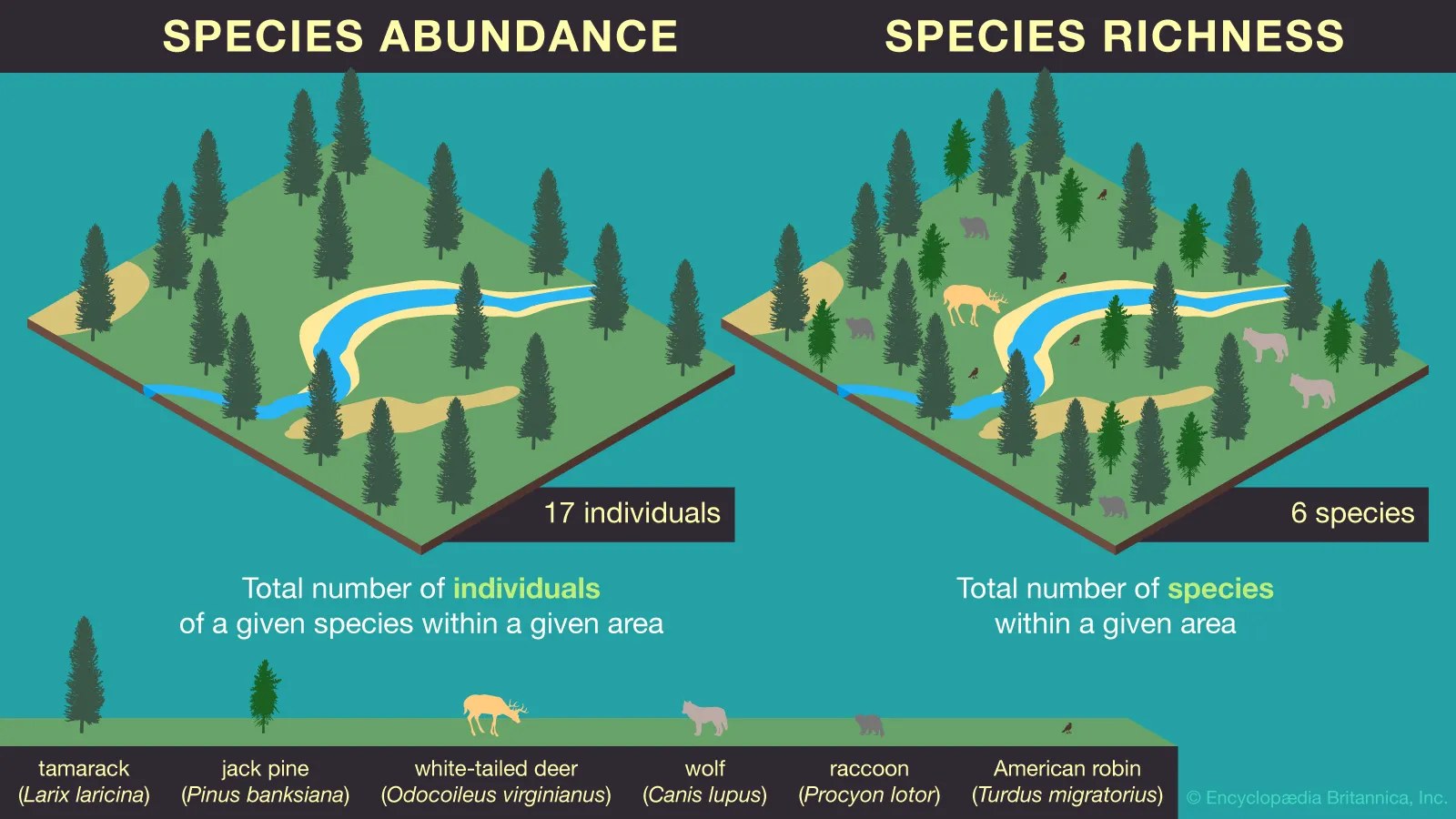 <p>the number of different species in a given area </p>