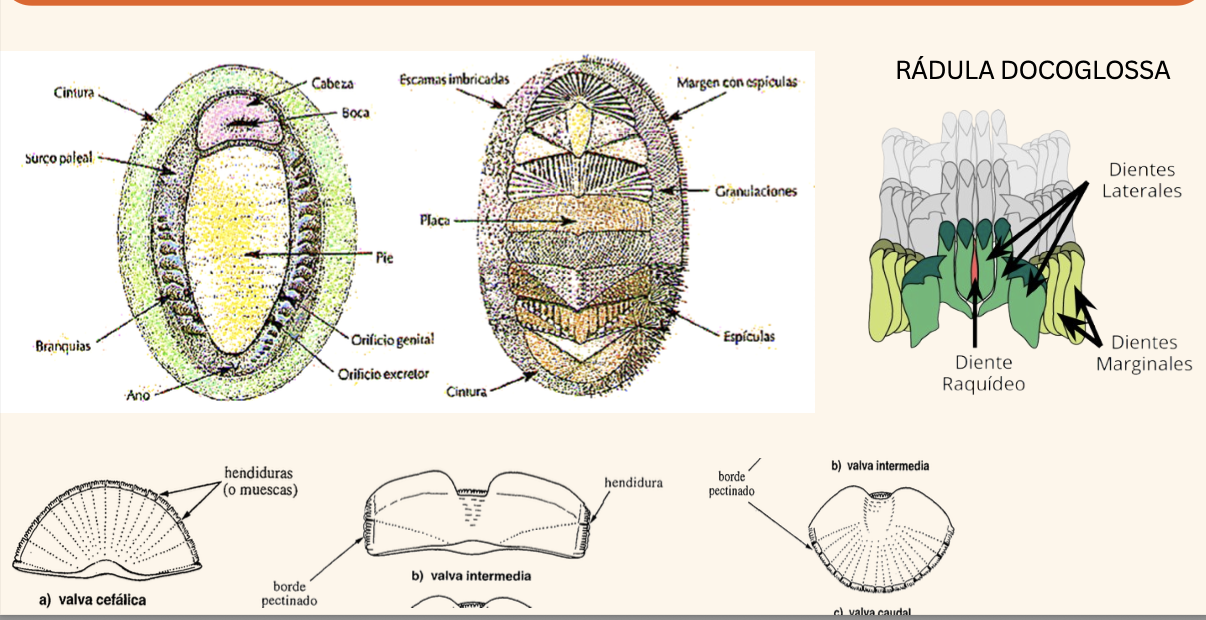 <p><strong>FILO </strong>Mollusca<strong><br>CLASE </strong>Polyplacophora<br><strong>FAMILIA </strong>Ischnochitonidae<br><strong>GÉNERO </strong><em><u>Stenoplax sp</u></em><strong><br>CARACTERÍSTICAS </strong>Alargados, medianos, valva cefálica y caudal con 8 o + ranuras, el resto con 1 o +.<br>Cinturón escamoso (alrededor), Valvas con costilla (el centro)<br><strong>RÁDULA </strong>Docoglossa<strong><br>ALIMENTACIÓN </strong>Herbívoros<strong><br>HÁBITAT </strong>Sobre y bajo rocas, grietas.</p>