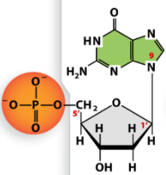 <p>Deoxyguanylate</p>