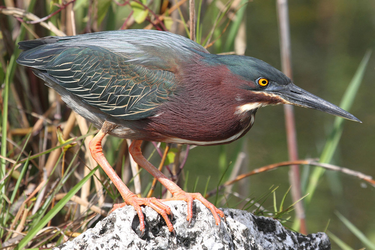 <p>Small, dark heron with blue-green back, rusty colored neck and dark cap</p><p>usually crouched in egetation</p><p>chestnut brown face and breast</p>