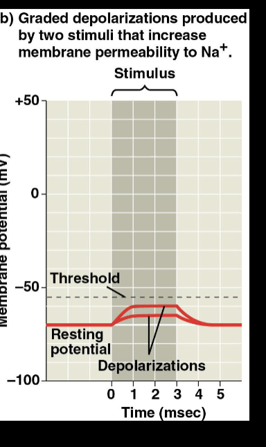 <p><span style="font-size: calc(var(--scale-factor)*24.00px);">• </span><span style="font-size: calc(var(--scale-factor)*24.00px); color: purple;"><strong>Hyperpolarization</strong></span><span style="font-size: calc(var(--scale-factor)*24.00px);">-increase</span><span><br></span><span style="font-size: calc(var(--scale-factor)*24.00px);">in the magnitude of the</span><span><br></span><span style="font-size: calc(var(--scale-factor)*24.00px);">membrane potential</span><span><br></span><span style="font-size: calc(var(--scale-factor)*24.02px);">• </span><span style="font-size: calc(var(--scale-factor)*24.02px); color: purple;"><strong>Depolarization</strong></span><span style="font-size: calc(var(--scale-factor)*24.02px);">-decrease in</span><span><br></span><span style="font-size: calc(var(--scale-factor)*24.00px);">the magnitude of the</span><span><br></span><span style="font-size: calc(var(--scale-factor)*24.00px);">membrane potential</span><span><br></span><span style="font-size: calc(var(--scale-factor)*24.00px);">• </span><span style="font-size: calc(var(--scale-factor)*24.00px); color: purple;"><strong>Graded Potentials</strong></span><span style="font-size: calc(var(--scale-factor)*24.00px);">-changes</span><span><br></span><span style="font-size: calc(var(--scale-factor)*24.00px);">in the membrane potential</span><span><br></span><span style="font-size: calc(var(--scale-factor)*24.00px);">that vary with the strength</span><span><br></span><span style="font-size: calc(var(--scale-factor)*24.00px);">of stimulus</span></p><p><br></p>