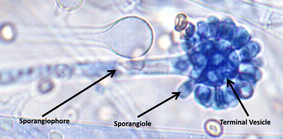 <p><strong>hyphae (stolon): </strong>broad, aseptate or sparsely</p><p><strong>sprangophores: </strong>branched, terminate in vesicle </p><p><strong>sproangia:</strong> one-spored sporangioles, form on vesicle surface</p>