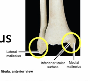 <p>Medial malleolus (and inferior articular surface)</p>