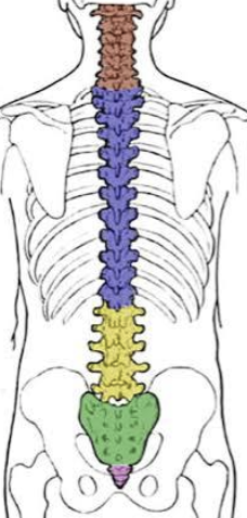 <p>Vertebral column (top to bottom)</p>