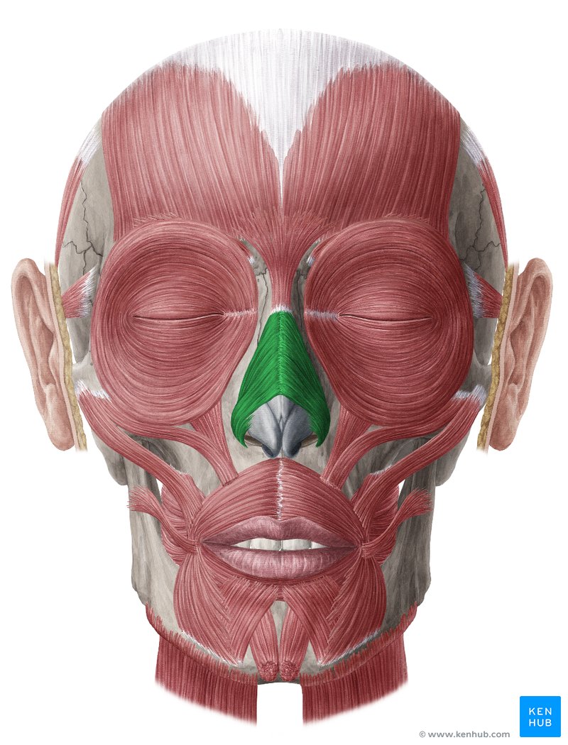 <p><span>orrizom</span></p>