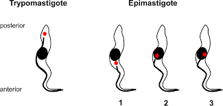 <p>In human blood and CSF, Trypanosoma. Free anterior flagellum, undulating membrane on entire bdoy. <u>Kinetoplast is posterior of nucleus</u></p>