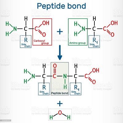 <p>Individual amino acids are linked together by covalent chemical bonds called peptide bonds</p><ul><li><p>Peptide bonds: a covalent chemical bond formed through dehydration synthesis that links two amino acids together to form the primary backbone of a protein</p></li></ul><p></p>