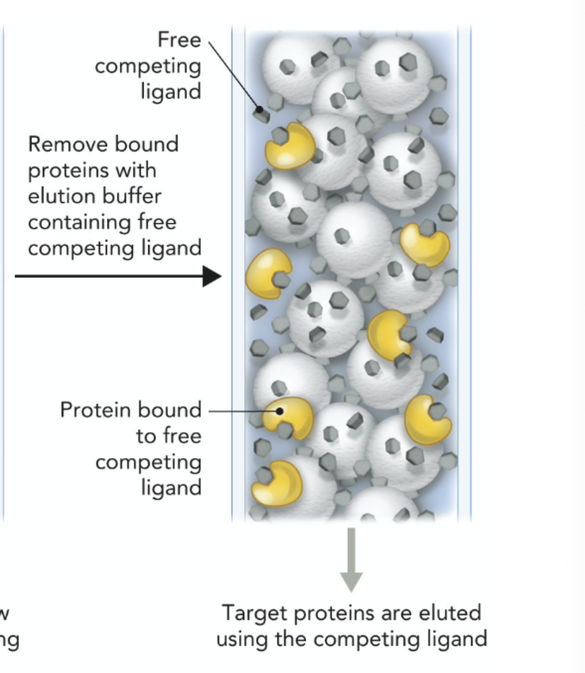 <p>A elution buffer containing free competing ligand is used to take the protein off of the matrix elute the protein out of the column</p>