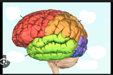 <p><span style="background-color: transparent;">&nbsp;frontmost lobe, posterior boundary is the central sulcus, Precentral gyrus (plural for gyri which is the peak in between folds of brain (the folds/creases)) is anterior to the central sulcus</span></p><p></p><p><span style="background-color: transparent;">- front most lobe has <em>premotor cortex </em>with planning, movement and coordination <em>front eye fields, </em>&nbsp;has broca’s area with movement making language, lobe of cerebral hemisphere&nbsp;</span></p><p><span style="background-color: transparent;">Function movement and reasoning&nbsp;</span></p><p><span style="background-color: transparent;">red </span></p>