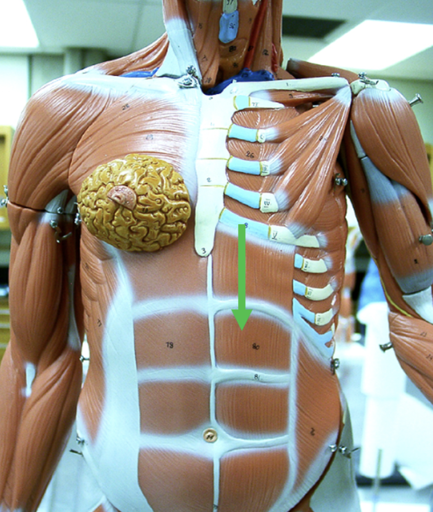 <p><span>Identify the muscle indicated by the pointer.</span></p>