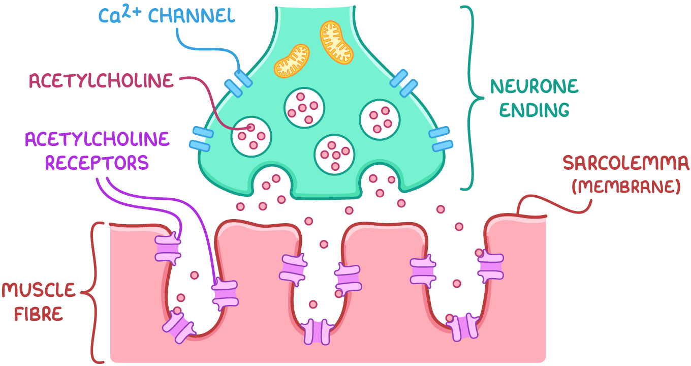 <ul><li><p>arrival of action potential at neurone ending causes Ca<sup>2+</sup> channels to open and Ca<sup>2+</sup> to diffuse in</p></li><li><p>vesicles containing acetylcholine fuse w/ the presynaptic membrane</p></li><li><p>acetylcholine is released into the synaptic cleft and diffuses across</p></li><li><p>acetylcholine binds to specific receptors on the sarcolemma</p></li><li><p>Na<sup>+</sup> diffuse in → depolarisation</p></li></ul><p></p>