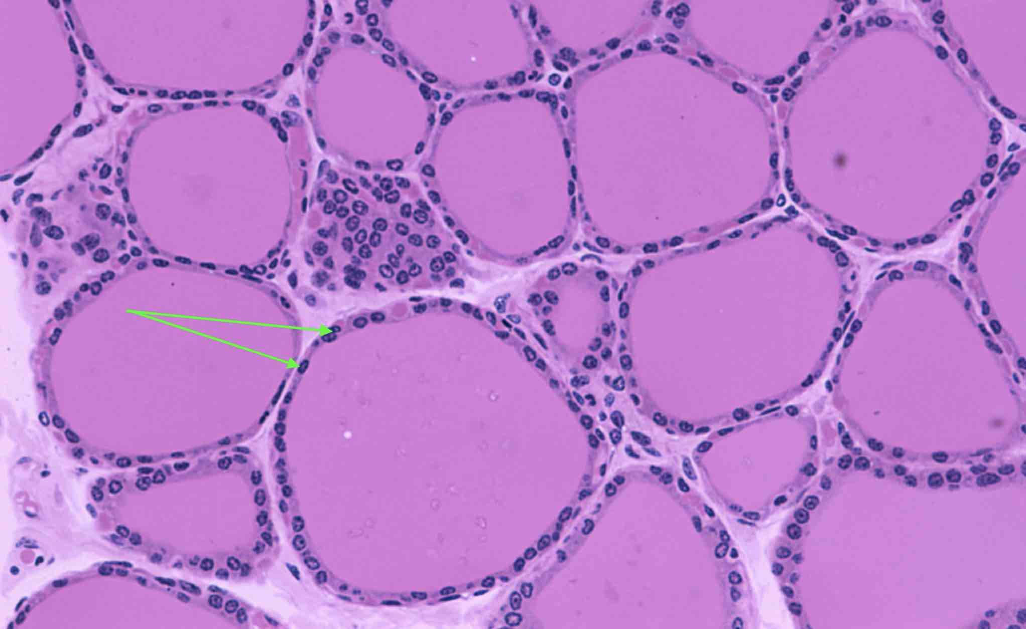 <p><strong>Identify the indicated cells at the pointer.</strong></p>