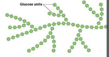 <p>what polysaccharide is this?</p>