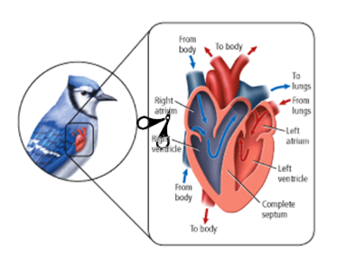<p>Birds are ectotherm <strong>OR</strong> endotherms and unlike birds, most reptiles are ectotherms <strong>OR </strong>endotherms, and they have a ____ chambered heart.</p>