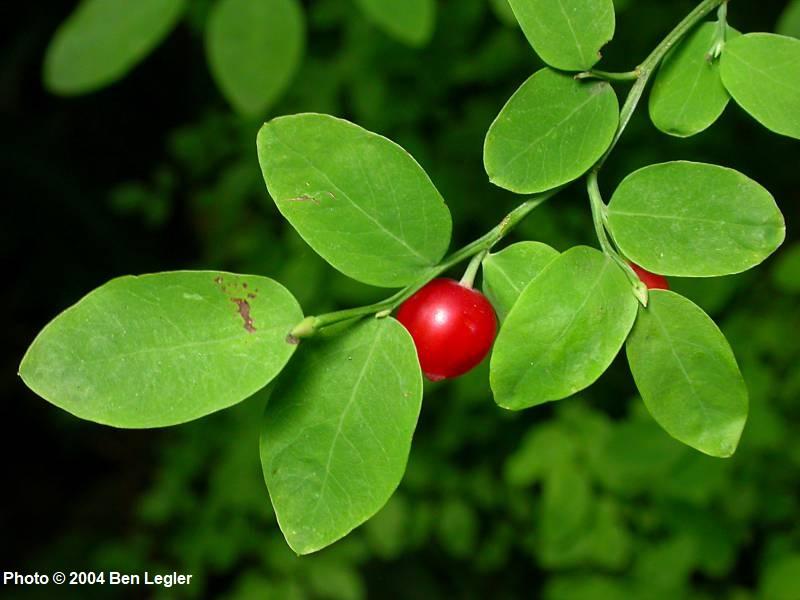 <p>Red Huckleberry</p>