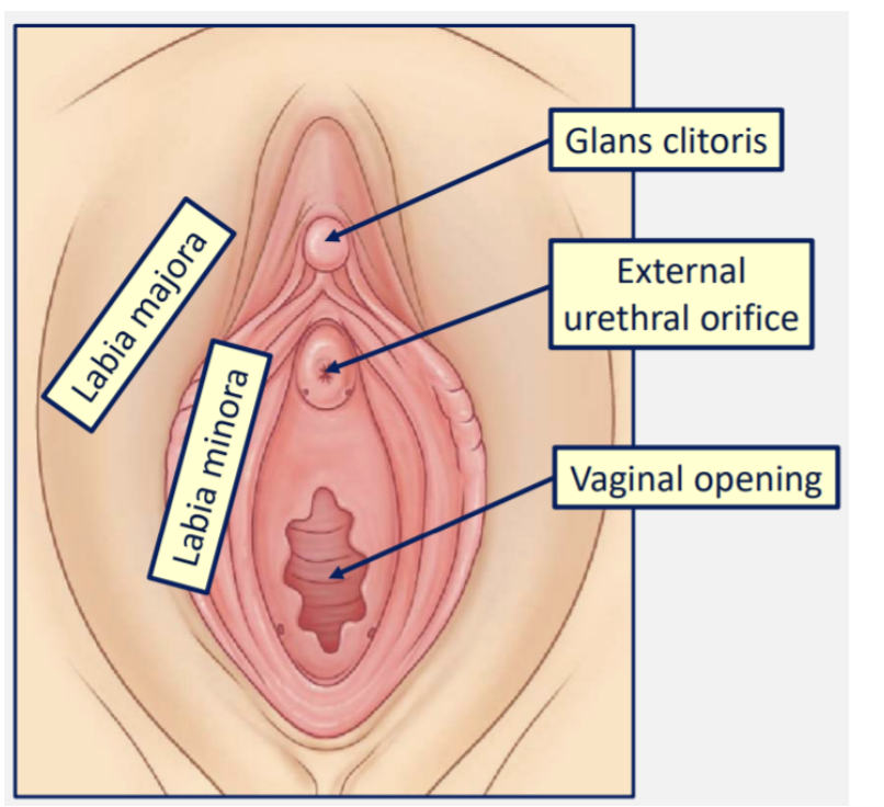 <p><span>In males, the urethra also transports sperm and semen.</span></p><p><span>In females, there is a vaginal opening and a urethral opening (</span><strong>external urethral orifice</strong><span>)</span></p><p><span>In females, the urethra is short and straight. In males, it is longer.</span></p><ul><li><p>The incidence of urinary tract infections is higher in females than males due to the shorter length of the female urethra and its proximity to the anus.</p></li></ul><p></p><p></p>
