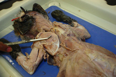 <p>muscle that serves to draw the humerus cranially</p>