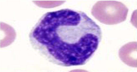 <p>What species does this monocyte belong to?</p>