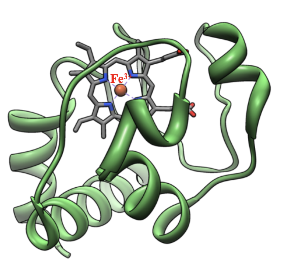 <p>Hemoprotein cofactors that carry out electron transport, able to accept 1 electron at once via the direct reduction of a metal ion (Fe<sup>3+</sup>+ e<sup>-</sup> → Fe<sup>2+</sup>)</p>