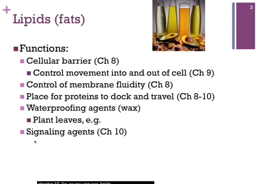 <p>Functions: Cellular barrier (Ch. 8): Control movement into and out of cell; Control of membrane fluidity (Ch. 8); [Cellular?] barrier are also places for proteins to dock and travel; Can also serve as waterproofing agents (wax that might be found in plant leaves) (Ch. 8-10); Can also serve as signaling agents (Ch. 10). </p>